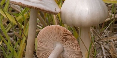 Volvariella mucohead: opis i fotografija